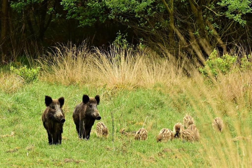 Reewold Veluwe Villa Putten Bagian luar foto