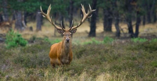Reewold Veluwe Villa Putten Bagian luar foto