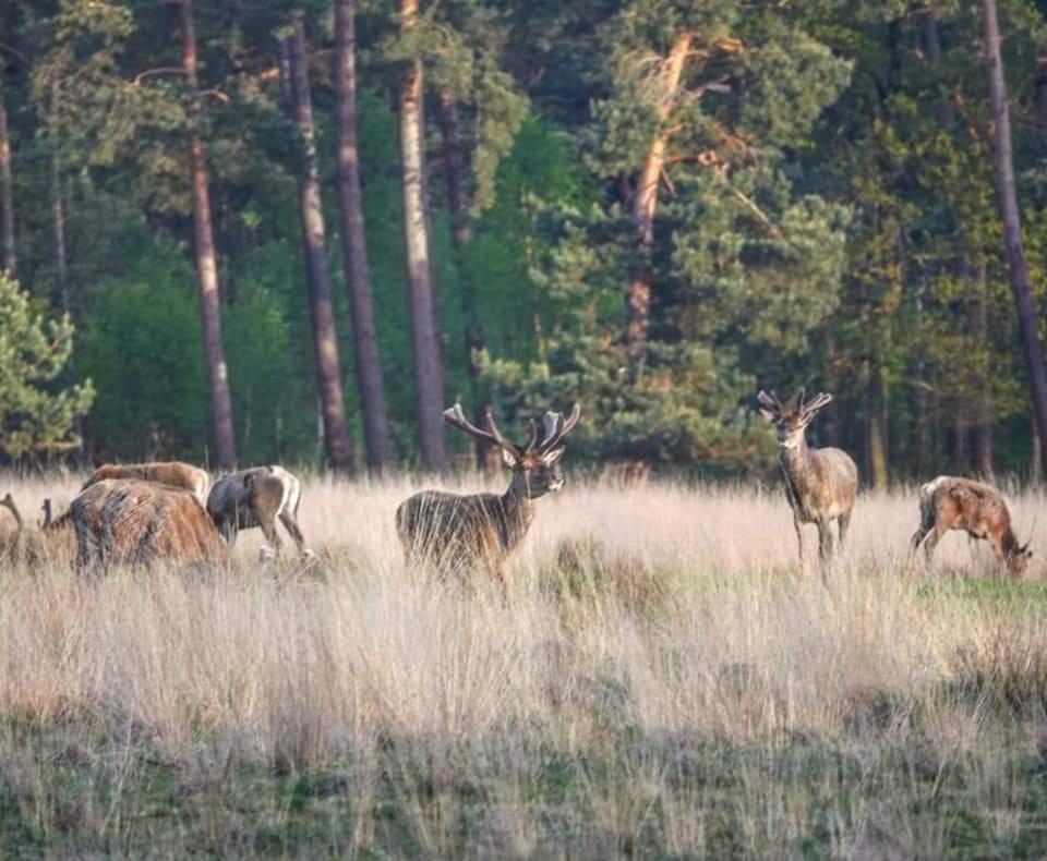 Reewold Veluwe Villa Putten Bagian luar foto